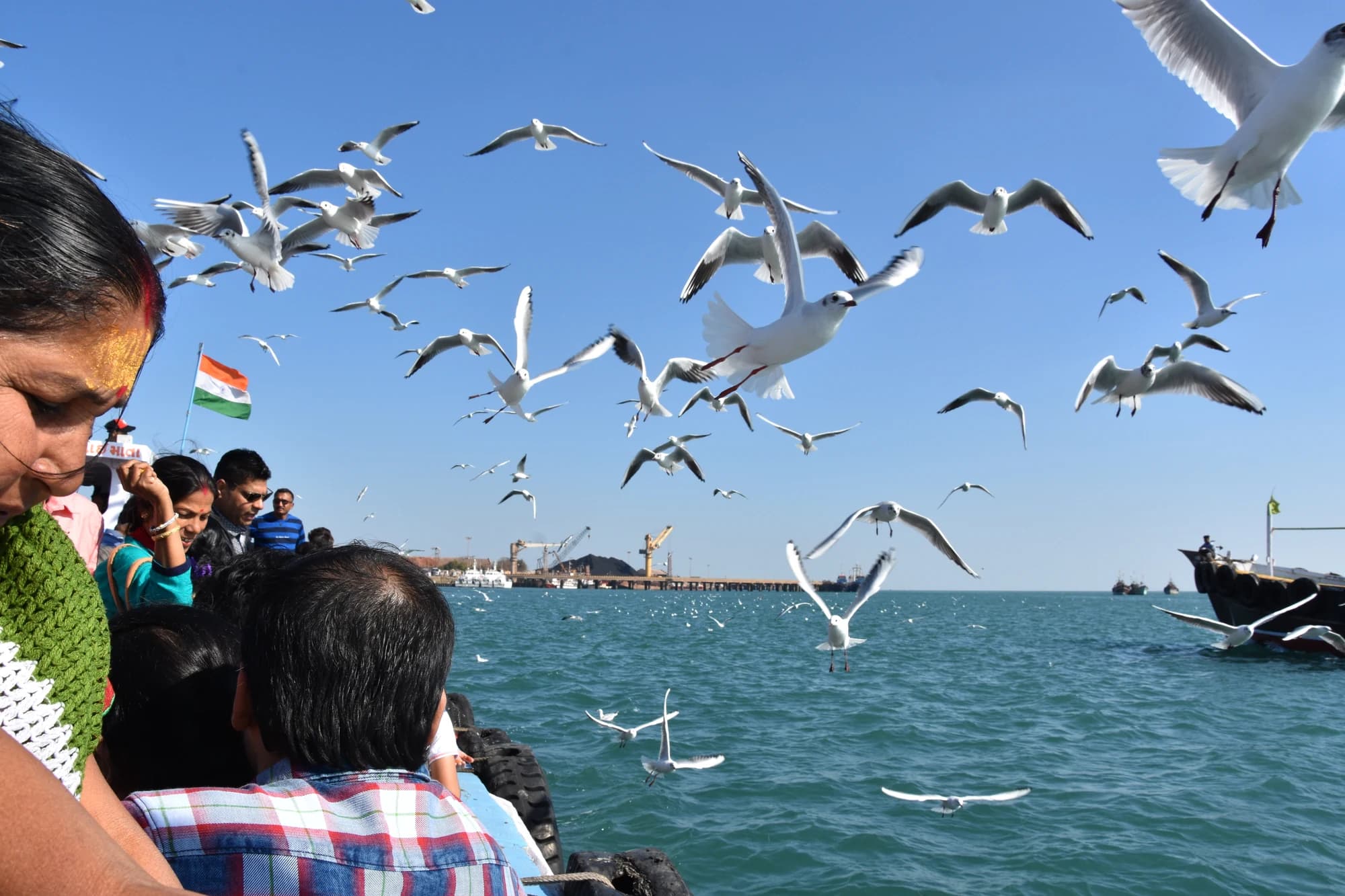 Gulls following the boat across the water