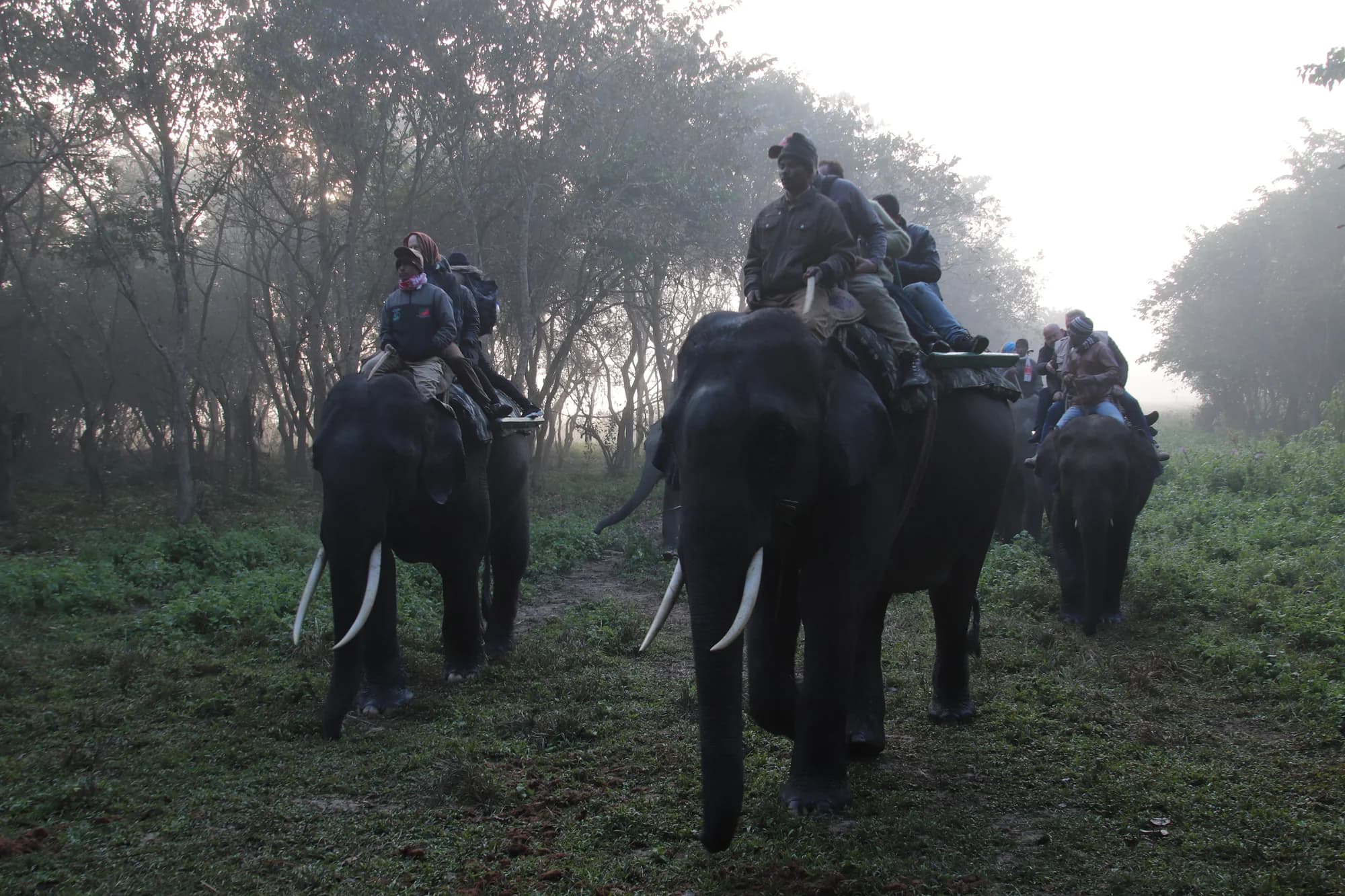 An elephant safari moving through the morning mist in Kaziranga National Park