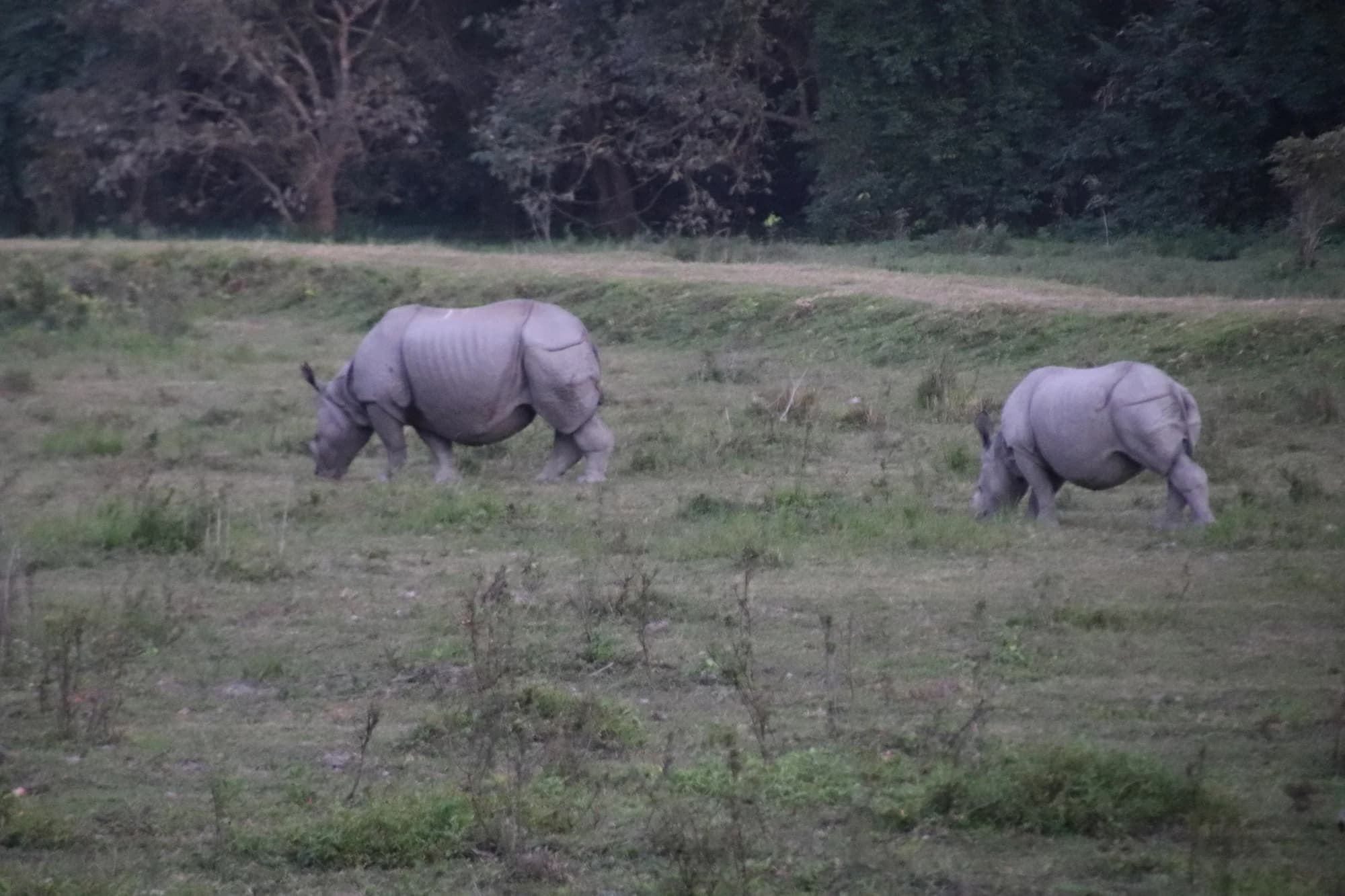 Two one-horned rhinoceros grazing in Kaziranga