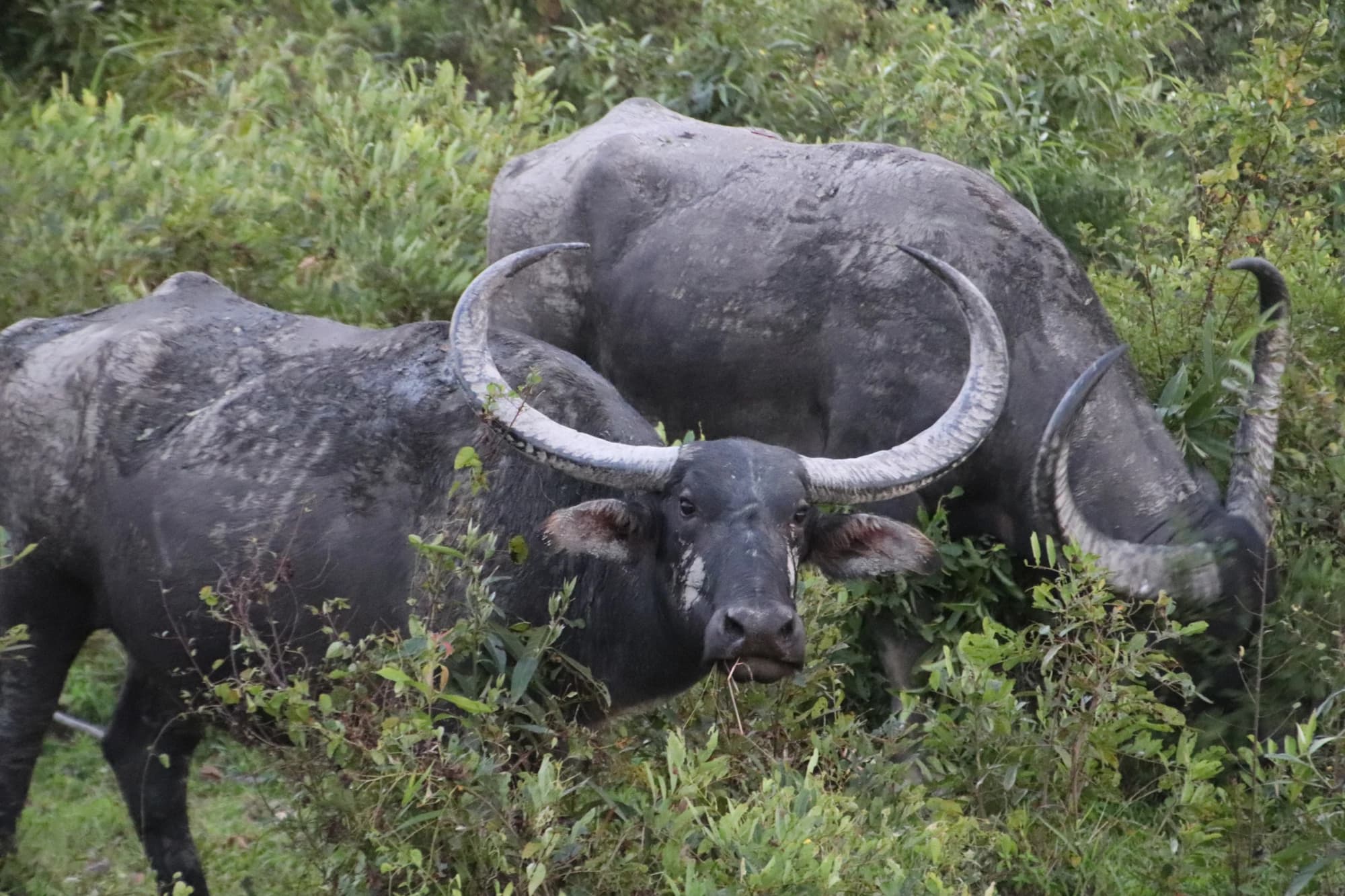 Wild water buffalo in the tall grass of Kaziranga